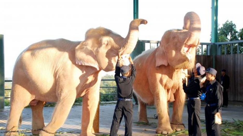 Sáu con voi trắng được nuôi dưỡng trong một ngôi đền kề bên chùa Uppatasanti ở Naypyitaw và 3 con voi trắng còn lại được chăm sóc tại Công viên Mindhamma Hill, vùng ngoại ô của Yangon là địa điểm du lịch nổi tiếng Myanmar. Trên các tờ rơi quảng bá thu hút khách du lịch, loài vật này được mô tả là thường xuất hiện trong các triều đại của nhà vua hiền tài.