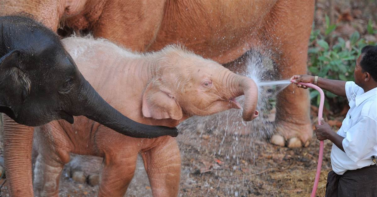 Voi trắng xuất hiện tượng trưng cho vương triều sẽ phát triển thịnh vượng. Vì vậy, chúng được xem là điểm lành đối với quốc gia.