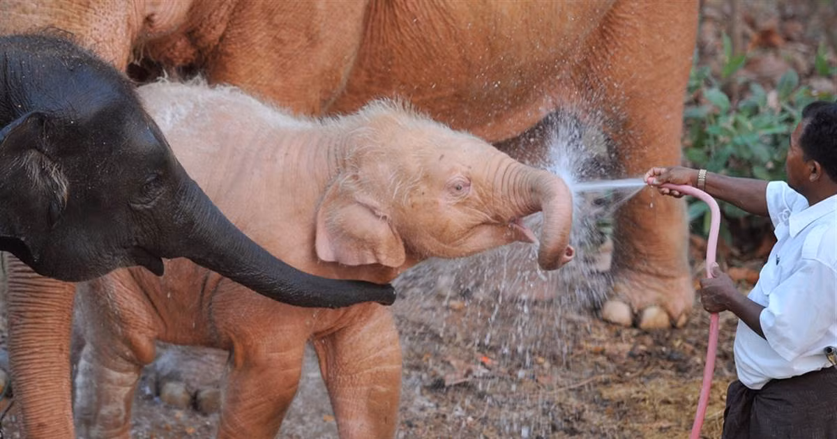 Voi trắng xuất hiện tượng trưng cho vương triều sẽ phát triển thịnh vượng. Vì vậy, chúng được xem là điểm lành đối với quốc gia.