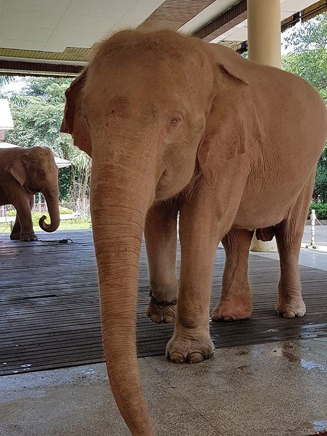 Các vua chúa ở Myanmar thời xưa coi voi trắng là loài vật linh thiêng. Chính vì vậy, loài vật này được chăm sóc với những điều kiện tốt nhất.