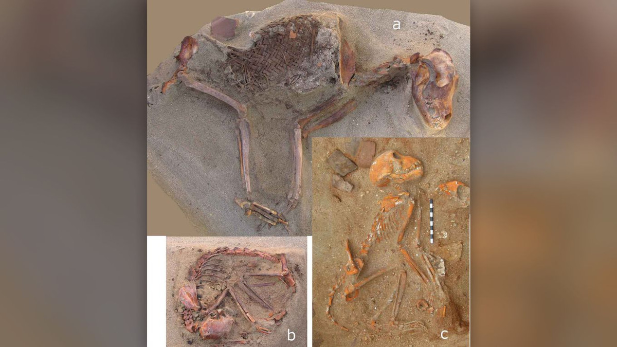 Thay vào đó, hàng trăm con vật trên chết vì già yếu, bệnh tật hay dị dạng. Những con vật này được người dân Ai Cập thời cổ đại cho ăn và chăm sóc trong thời gian dài.