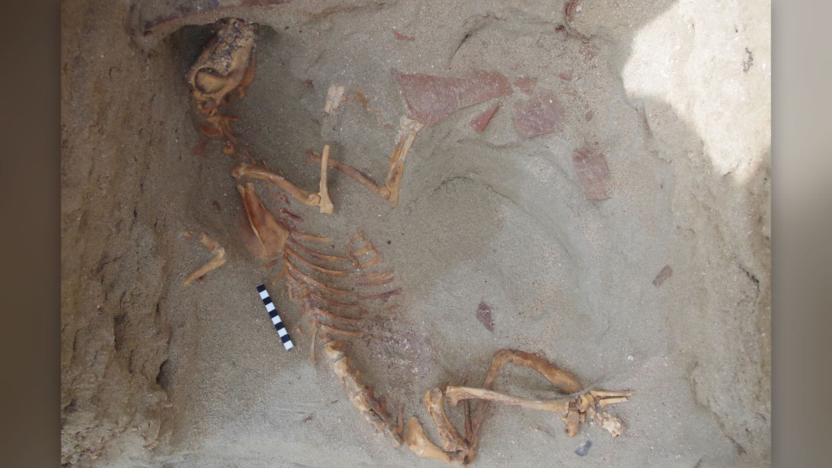 Thỉnh thoảng, một số con vật được quấn trong chăn rồi mới đem đi chôn cất.