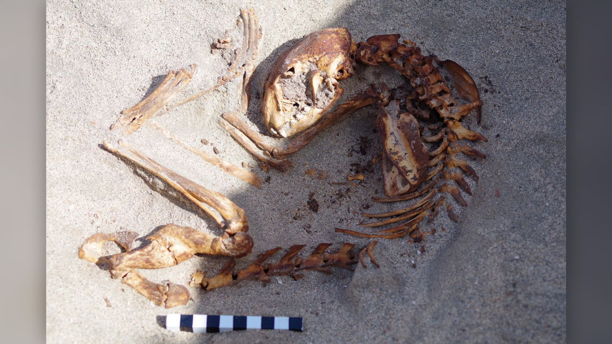 Một số con vật được người Ai Cập mai táng cùng với những chiếc vòng cổ làm từ vỏ sò, thủy tinh và hạt cườm.