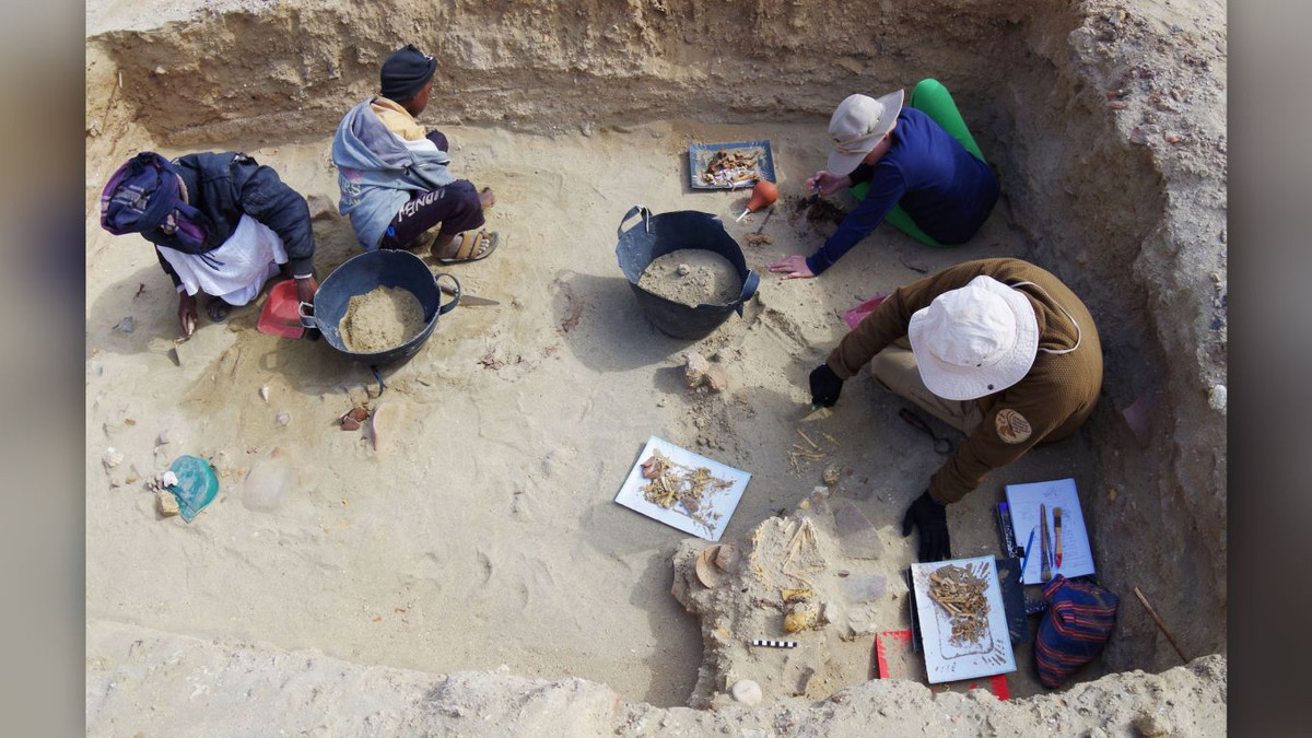 Toàn bộ số động vật này không được ướp xác. Xác của chúng được người Ai Cập thời cổ đại đặt trong những "cỗ quan tài" đặc biệt là những chiếc bình gốm.