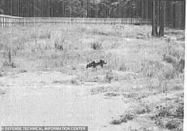 Sau khi chọn được những con chó tham gia thí nghiệm, các nhà khoa học gắn điện cực lên não của chúng.