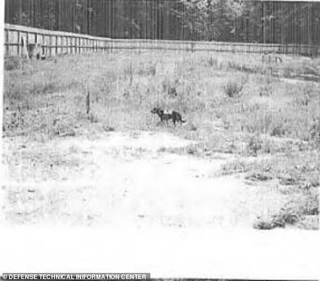 Trước khi tiến hành thí nghiệm trên chó, các nhà khoa học dùng chuột và khỉ làm đối tượng thí nghiệm.