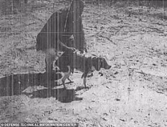 Theo nội dung được giải mật, các nhà khoa học làm việc cho CIA tiến hành thí nghiệm trên chó nhằm xác định xem có thể kiểm soát loài động vật này qua kích thích não bộ hay không. Nếu hiệu quả, chúng có cơ hội sống sót thế nào, khả năng hoàn thành các nhiệm vụ quân sự ra sao...