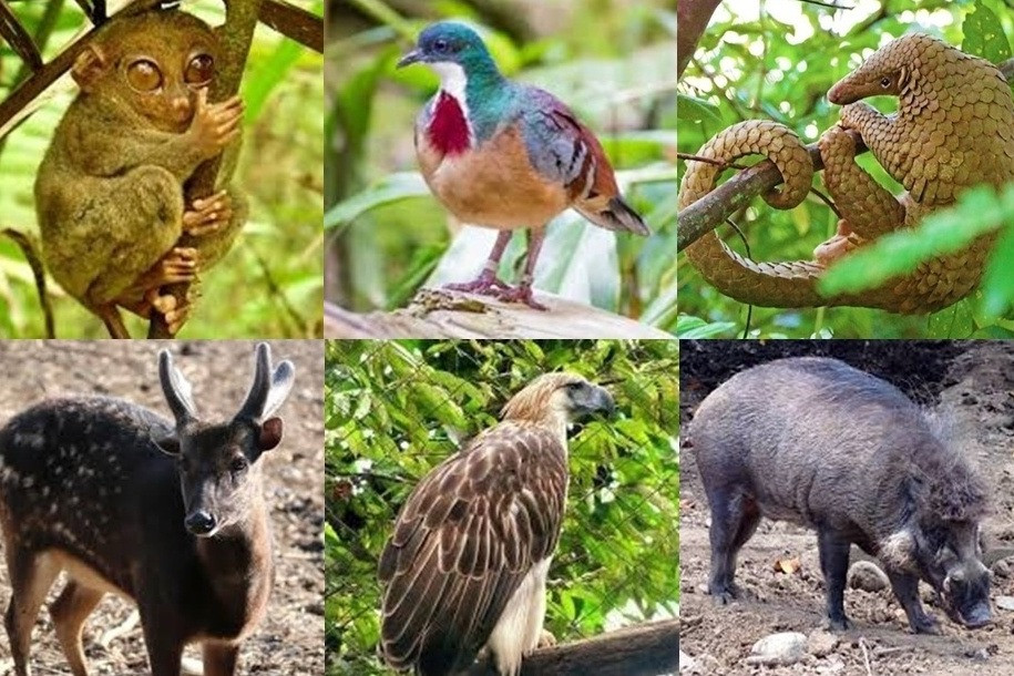 Philippines là nơi sinh sống của hơn 200 loài động vật có vú và hàng trăm loài chim. Theo đó, quốc gia này có hệ động vật phong phú, đa dạng.