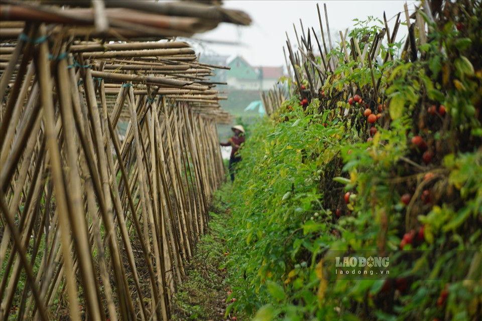 Tuy nhiên, do dịch COVID-19 đã khiến đầu ra tiêu thụ tại các tỉnh thành phải tạm dừng hoạt động. Điều này dẫn đến tình trạng nông sản tại huyện Mê Linh ứ đọng, rớt giá trong thời gian qua.