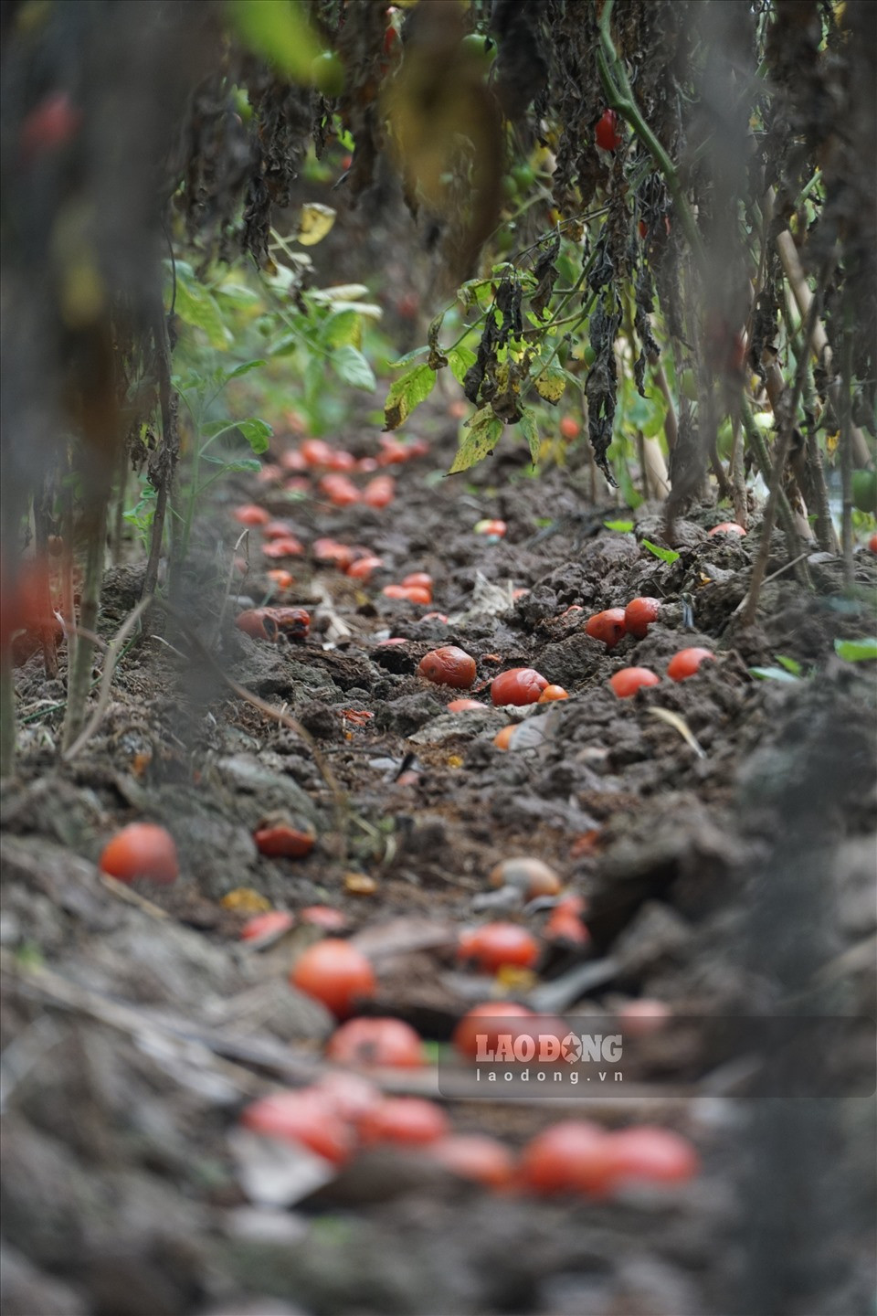 Ngày 9.3, theo ghi nhận của Lao Động, nhiều thửa ruộng trồng cà chua và củ cải tại thôn Đông Cao và thôn Tráng Việt (xã Tráng Việt) vẫn la liệt củ quả đang ủng dần.
