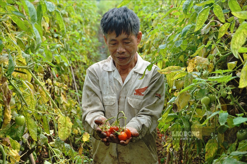 "Thời gian dài gia đình tôi không có nguồn thu nhập. Chăm chút nắng mưa, nhưng cuối cùng lại bỏ rau củ trên đồng ruộng, cho trâu bò, gia súc ăn. Hi vọng mùa tới nông sản sẽ được giá khi các hoạt động kinh tế xã hội trở lại bình thường”, ông Khánh nói.
