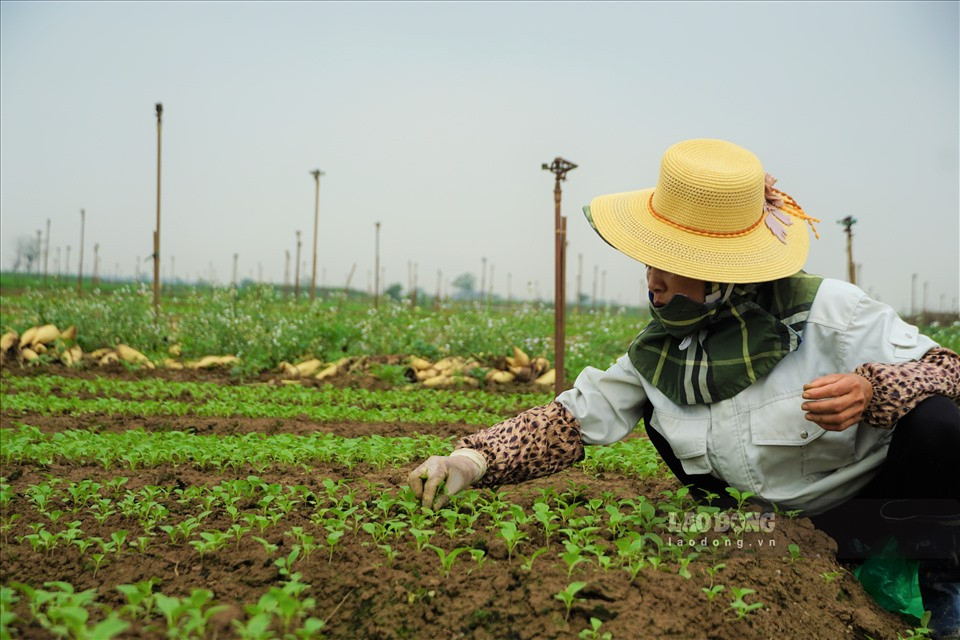 Bà Hoàng Thị Anh (sinh năm 1969, thôn Đông Cao) chia sẻ, thời gian qua, 10 sào ruộng trồng củ cải của gia đình bà đến ngày thu hoạch nhưng phải bỏ đến 7 sào. Nguyên nhân chính là không tìm được đầu ra cho củ cải. Theo bà Anh, do ảnh hưởng của dịch COVID-19 đã khiến nhiều mối tiêu thụ tạm ngừng hoạt động. Hiện tại, bà Hoàng Thị Anh cũng đã chuyển sang trồng cải ngồng.