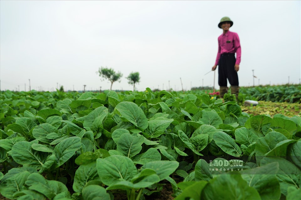 Còn vợ chồng anh Nguyễn Văn Nhất (thôn Đông Cao) cho biết: "Rau củ không bán được thời gian qua đã khiến cả gia đình phải điêu đứng, nhưng cũng không thể để ruộng đất bỏ không mãi được. Trong vụ mùa lần này, chúng tôi trồng cây cải ngồng, giá cũng khoảng 9 - 10.000 đồng/kg".