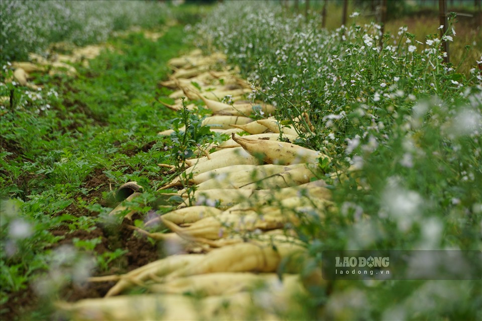 Diện tích canh tác rau củ trên địa bàn huyện Mê Linh tập trung phần lớn tại vùng bãi ven sông Hồng thuộc thôn Đông Cao, xã Tráng Việt với khoảng 200ha. Sản lượng đạt hơn 40.000 tấn/năm với đa dạng các mặt hàng củ cải, cà chua, cà rốt và rau ăn lá các loại. Trong đó, diện tích trồng củ cải chiếm khoảng 80ha với sản lượng đạt từ 12.800 - 17.500 tấn/năm.