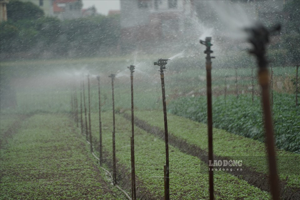 Để tránh tình trạng tồn đọng nông sản như thời gian qua, trao đổi với Lao Động, ông Đàm Văn Đua - Giám đốc Hợp tác xã Dịch vụ tổng hợp Đông Cao (xã Tráng Việt, huyện Mê Linh) cho biết, giai đoạn này, đơn vị đang hỗ trợ và yêu cầu bà con nông dân xử lý số nông sản dư thừa còn lại. Việc vệ sinh đồng ruộng, loại bỏ những sản phẩm quá hạn trên các sào ruộng không chỉ giúp cho bà con thay thế giống cây mới phù hợp, mà còn đảm bảo vệ sinh môi trường, giữ được thương hiệu vùng chuyên canh của địa phương.