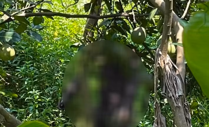 Phat hien thi the nam gioi trong tu the treo co tren cay buoi