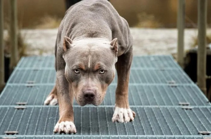 Tin nong 1/9: Cho pitbull nang 40kg can chet chu nha gio ra sao?