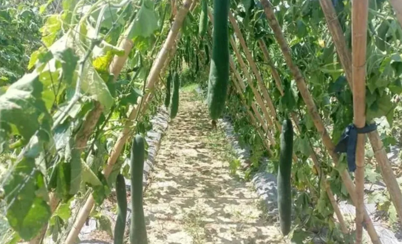  Vườn bí rộng 500 m2 bị kẻ gian chặt phá: Ngày 1/9, Công an huyện Thanh Chương, tỉnh Nghệ An cho biết đang truy tìm thủ phạm phá hoại vườn bí của người dân địa phương. Được biết, vườn bí rộng khoảng 500 m2 này là của ông Nguyễn Văn Bình (58 tuổi, trú xã Thanh Chi). Theo ông Bình, vườn bí được trồng gần 3 tháng, đang kỳ thu hoạch từng đợt thì bị kẻ gian chặt phá. 