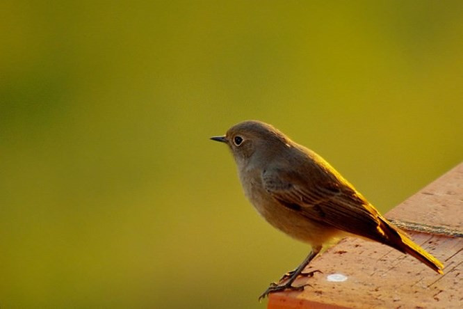 Chất thải của chim: Nếu một con chim “đánh bậy” một bãi trên đầu hoặc trúng người bạn, đừng cáu giận nguyền rủa con chim vì đây là một tín hiệu báo hiệu điềm tốt. Nếu một con chim “ị”vào một con tàu, các thủy thủ trên tàu sẽ được an toàn qua cơn bão giông.