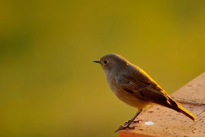 Chất thải của chim: Nếu một con chim “đánh bậy” một bãi trên đầu hoặc trúng người bạn, đừng cáu giận nguyền rủa con chim vì đây là một tín hiệu báo hiệu điềm tốt. Nếu một con chim “ị”vào một con tàu, các thủy thủ trên tàu sẽ được an toàn qua cơn bão giông.