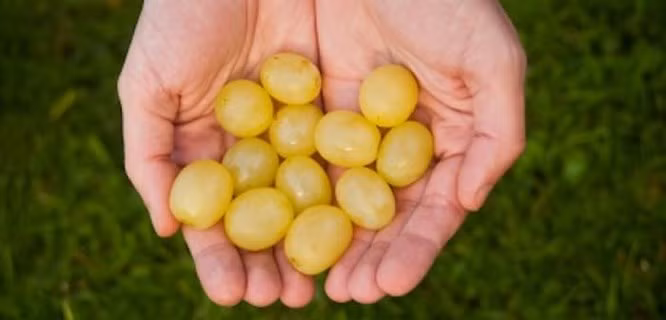 12 quả nho: Ăn mười hai quả nho vào Đêm Giao Thừa được coi là cả một truyền thống và mê tín ở Tây Ban Nha bắt đầu từ năm 1895. Mười hai quả nho đại diện cho 12 tháng may mắn. Vào đêm giao thừa, hàng ngàn người sẽ tụ họp tại Puerto del Sol ở Tây Ban Nha để hát, khiêu vũ, vui chơi và ăn 12 quả nho trong một ly rượu sâm banh. Nếu một người mỗi thời khắc đổ chuông chuông ăn một quả nho, họ sẽ có một năm may mắn và thịnh vượng.