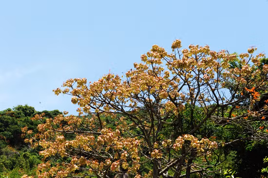 Chồi non mọc ra sau khi hoa tàn.