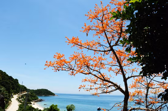 Màu cam rực rỡ giữa màu xanh của biển trời.