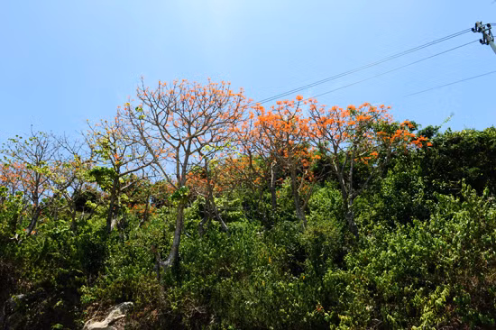 Bừng sáng cả góc rừng.