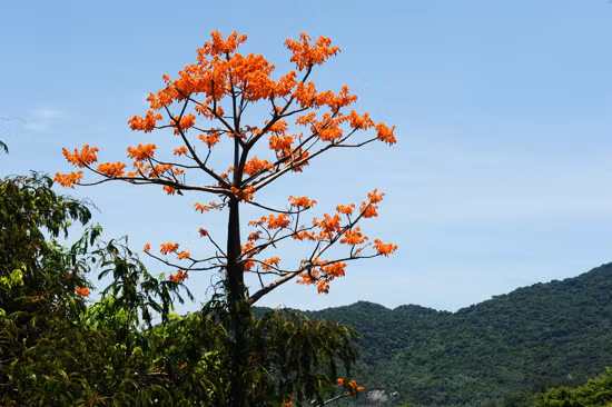 Ngô đồng - loài cây biểu tượng ở Cù Lao Chàm. Hiện nơi đây có 3 cây ngô đồng được công nhận Cây di sản Việt Nam.