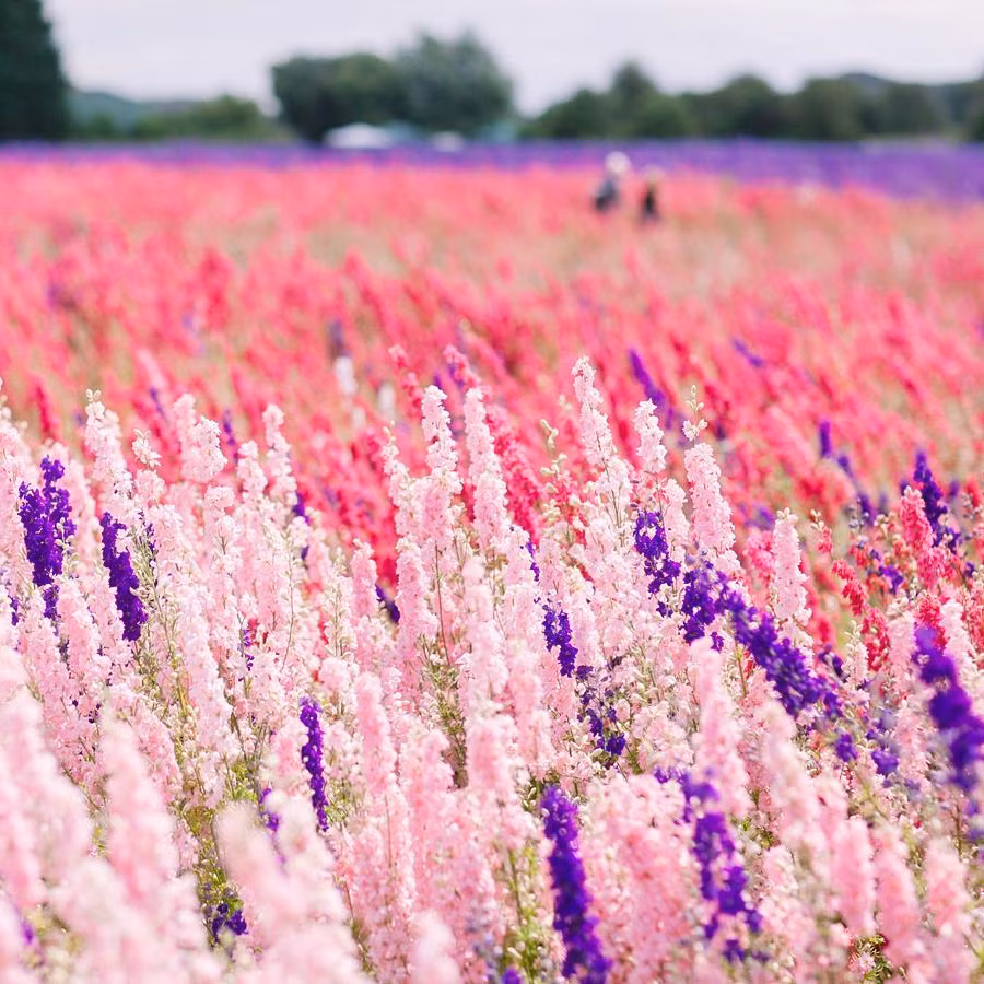 Mách nhỏ: Trang trại Hoa oải hương mở cửa từ tháng 6 đến tháng 8 hằng năm, còn Vườn Hoa Giấy chỉ mở cửa trong vòng một tuần. Mỗi ngày cả hai nơi sẽ đón tiếp hàng trăm lượt du khách, nên hãy lên kế hoạch trước từ đầu hè, cố gắng đi vào ngày trong tuần và dậy thật sớm.