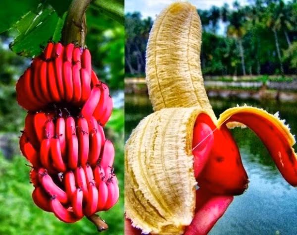 Chuối vỏ đỏ còn gọi là chuối đỏ Dacca, loại chuối này được tìm thấy ở Úc. Chuối đỏ có kích thước nhỏ hơn quả chuối Việt Nam một chút. Chuối có vỏ màu đỏ đậm hoặc hơi tím với hương vị vẫn mang đặc trưng của một quả chuối thông thường. Chuối đỏ giàu Kali, vitamin B6 và Vitamin C, rất tốt cho cơ thể. Chuối đỏ có các tác dụng như cung cấp năng lượng cho cơ thể, ngăn ngừa sỏi thận, ngăn ngừa bệnh tiểu đường và tốt cho máu. Hiện giá của chuối đỏ khá cao, khoảng 500.000 đồng/nải.