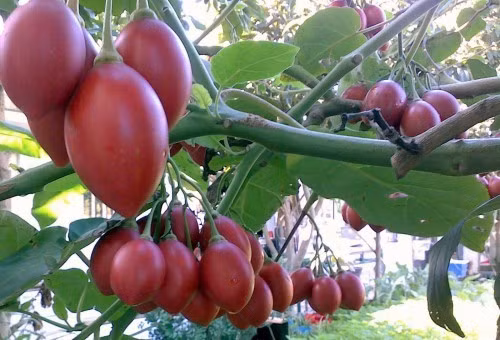 Nhung loai trai cay la dang "gay sot" tren thi truong Viet