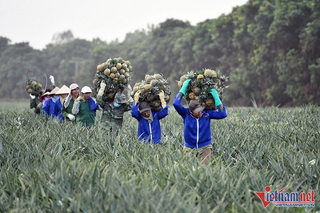 Thuc pham sach cua nong dan dung tra gia re mat