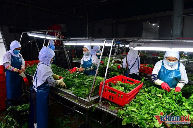 Thuc pham sach cua nong dan dung tra gia re mat-Hinh-2