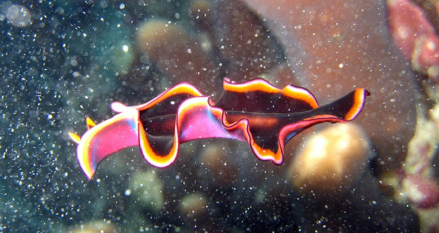 1 dac tinh tu giun dep cuu song 2 trieu nguoi moi nam