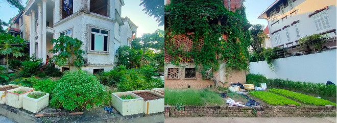 Những luống rau xanh tươi trở thành nguồn thực phẩm sạch cho những hộ dân ít ỏi tại đây. 