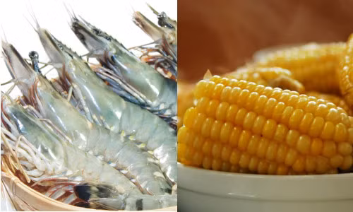 Tôm xào ngô ngọt. Vị ngọt tự nhiên từ tôm tươi, ngô ngọt kết hợp với chút vị mặn mòi của nước mắm làm cho món ăn thêm phần thú vị. Tôm cắt bỏ phần râu, rửa sạch ướp cùng 1 thìa rượu trắng và chút gia vị để khử mùi tanh. Ảnh: tienphong