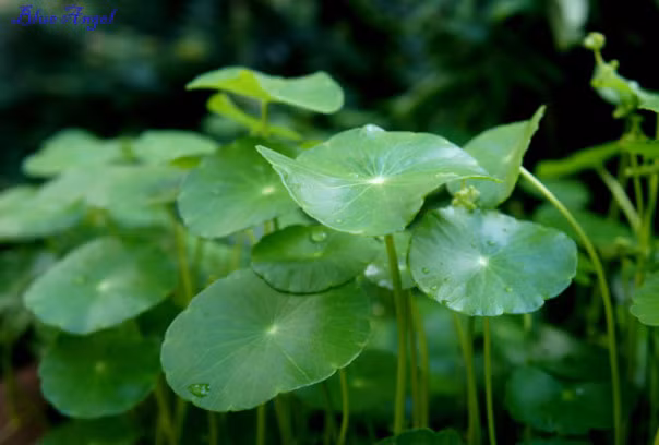 Vốn là loại thực phẩm rất quen thuộc trong đời sống thường ngày, rau má có giá trị dinh dưỡng cao: giàu chất chống oxy hóa, vitamin, khoáng chất nên được sử dụng nhiều trong các loại mỹ phẩm làm đẹp. Đây là một trong các loại rau làm đẹp da hiệu quả nhất. Bạn có thể dùng dưỡng da kể cả bên trong lẫn bên ngoài chỉ với việc dùng từ 30-40g rau má tươi mỗi ngày.