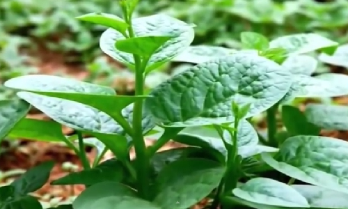 Rau mồng tơi đều có chứa rất nhiều vitamin như A3, B3 cùng một số dưỡng chất khác như saponin, sắt,… Những chất này sẽ giúp cung cấp năng lượng cho cơ thể đồng thời giúp tóc bóng mượt và da dẻ hồng hào, không còn mụn trứng cá.