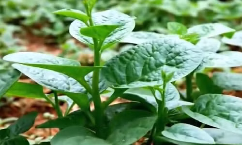 Rau mồng tơi đều có chứa rất nhiều vitamin như A3, B3 cùng một số dưỡng chất khác như saponin, sắt,… Những chất này sẽ giúp cung cấp năng lượng cho cơ thể đồng thời giúp tóc bóng mượt và da dẻ hồng hào, không còn mụn trứng cá.