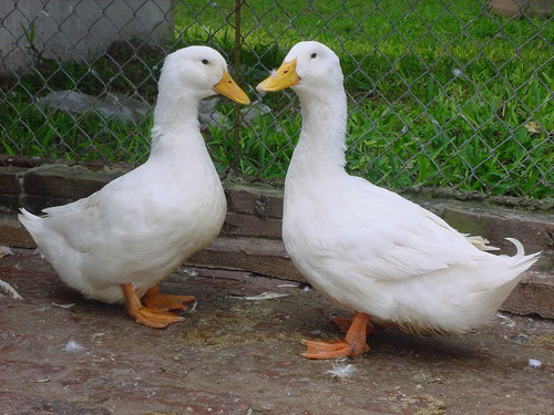 Khi chọn vịt sống, nên chọn những con vịt trưởng thành và béo, ức tròn, da cổ và da bụng dày, mọc đủ lông. Những con vịt này làm lông sẽ nhanh, không tốn thời gian. Ảnh: trithuctre