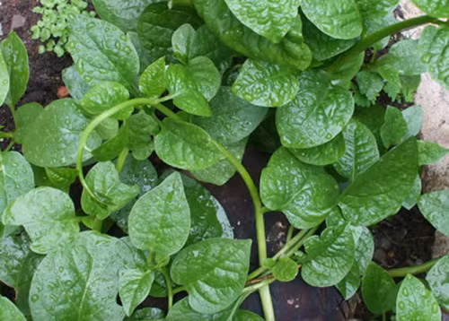 Theo các nghiên cứu, rau mồng tơi chứa chất nhầy pectin giúp phòng chữa nhiều bệnh, có tác dụng nhuận tràng, chống béo phì. Chính vì vậy những món ngon từ rau mồng tơi dưới đây rất thích hợp cho người có mỡ cao trong máu, người muốn giảm cân. Ảnh: vtc