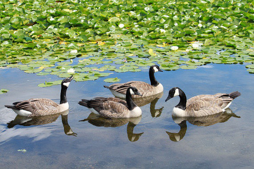 Để nhận biết vịt còn khỏe hay bị bệnh, nên vạch vạch phía sau đuôi xem hậu môn vịt. Nếu hậu môn vịt không bị dính phân chảy là vịt không mắc bệnh. Lưu ý chọn vịt đực vì vịt đực có thịt ngon hơn vịt cái. Ảnh: tongphuochiep71
