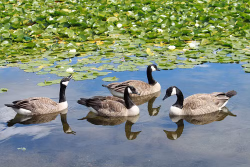 Để nhận biết vịt còn khỏe hay bị bệnh, nên vạch vạch phía sau đuôi xem hậu môn vịt. Nếu hậu môn vịt không bị dính phân chảy là vịt không mắc bệnh. Lưu ý chọn vịt đực vì vịt đực có thịt ngon hơn vịt cái. Ảnh: tongphuochiep71