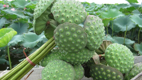 Không bỏ tâm sen khi chữa bệnh mất ngủ. Dân gian thường dùng kết hợp tâm sen và hạt sen để kích thích tiêu hóa và chữa chứng suy nhược thần kinh, mất ngủ, an thần. Nếu trong trường hợp hạt sen đã bỏ đi tâm sen thì sẽ không có tác dụng.