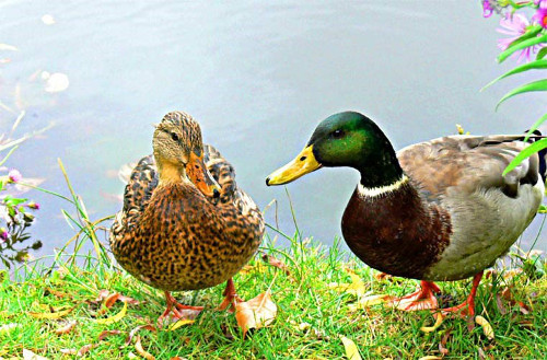 Ngoài ra, theo kinh nghiệm của người nuôi vịt thì nên chọn vịt còn khỏe, chạy nhanh, không lờ đờ hoặc nằm rệp. Vịt có phao câu tròn sẽ là vịt ngon. Ảnh: tinmoi