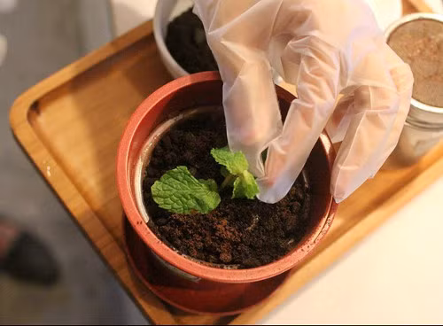 Những loại bánh có màu sắc gần giống với đất trồng cây được dùng để làm kem, điểm thêm rau húng thơm làm mầm cây. Bánh được làm khá ẩm, mềm xốp. Bên trong bánh có nhân kem với vị ngọt vừa phải, khá thơm và lạ miệng. Dù mới lạ nhưng bánh chậu cây có giá khá mềm, khoảng 22.000 đồng. Ảnh: media