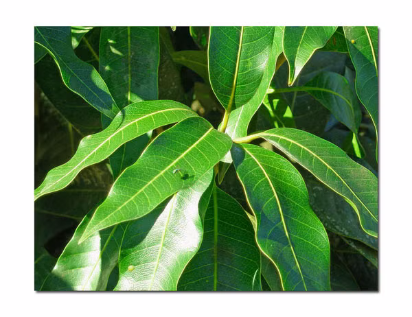 8. Tốt cho người mắc bệnh tiểu đường. Không chỉ quả tốt cho sức khỏe mà lá của xoài cũng đem lại lợi ích cho người mắc bệnh tiểu đường. Lá xoài giúp bình thường hóa nồng độ insulin trong máu. Bạn chỉ cần đun sôi 5-6 lá trong nước nóng, để qua đêm và lọc lấy nước uống ngay sau khi thức dậy. Điều này giúp điều hòa nồng độ insulin và chỉ số đường huyết trong cơ thể.