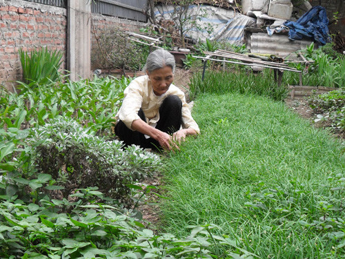 Người ta hái bất kỳ loại lá gì có sẵn trong vườn, trong vùng cho tới khi đủ 100 loại, chủ yếu là các loại lá làm thuốc như ích mẫu, lá vối, ngải cứu, sả, tía tô, kinh giới, cam, quýt, hành, tỏi, gừng, bồ công anh, nhọ nồi... đem về ủ rồi phơi khô, để sau này đem nấu vì cho rằng uống như thế thì lành. Ảnh: Internet.