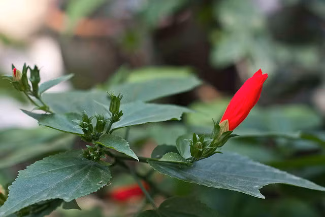 Có nhà thì để táo xiên ngay đầu giường từ đêm hôm mùng 4 để sáng hôm sau ngủ dậy ăn luôn. Họ còn giã lá ngón, cánh hoa dâm bụt... bôi vào móng chân, móng tay. Các em gái đến độ tuổi xâu lỗ tai thì chọn ngày này mà xâu, sẽ hạn chế được nhiễm trùng, sưng tấy. Ảnh: Internet.